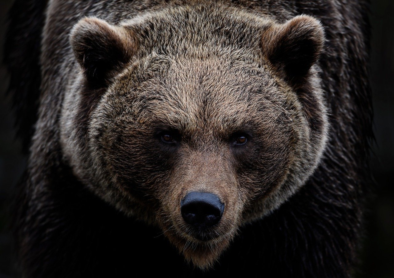 brown-bear-g002d04a23_1280.jpg