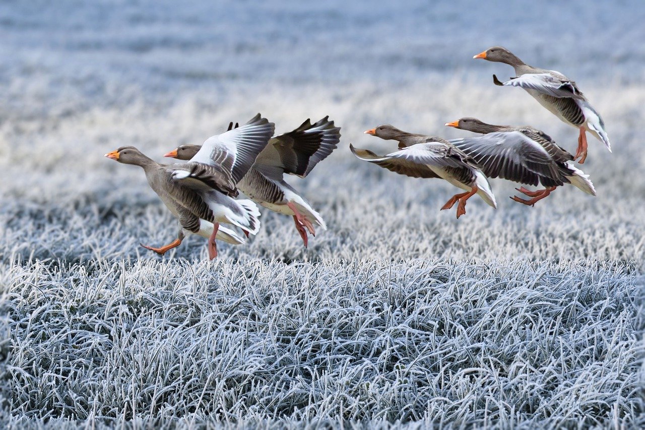 gray-geese-gc0e06ac35_1280.jpg
